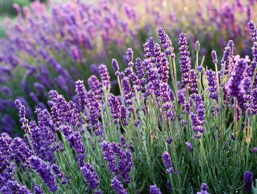 Lavanda: la planta aromática que se usaba en el proceso de momificación en el Antiguo Egipto y hoy es repelente de insectos