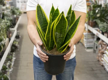 Lengua de suegra, la planta que puede llenar tu hogar de beneficios: dónde colocarla en tu casa y por qué es buena para la salud