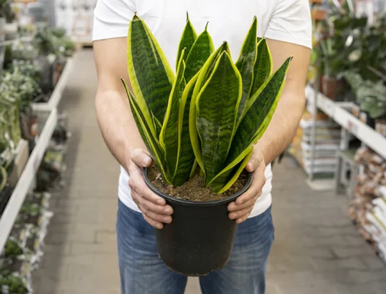Lengua de suegra, la planta que puede llenar tu hogar de beneficios: dónde colocarla en tu casa y por qué es buena para la salud
