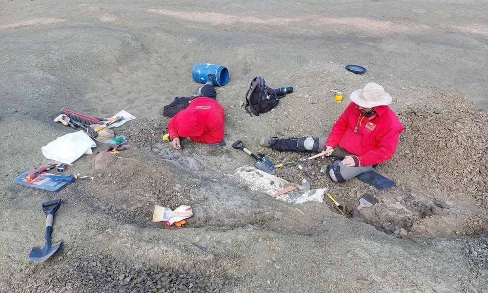 Trabajos para encontrar al mamífero en Chile.
