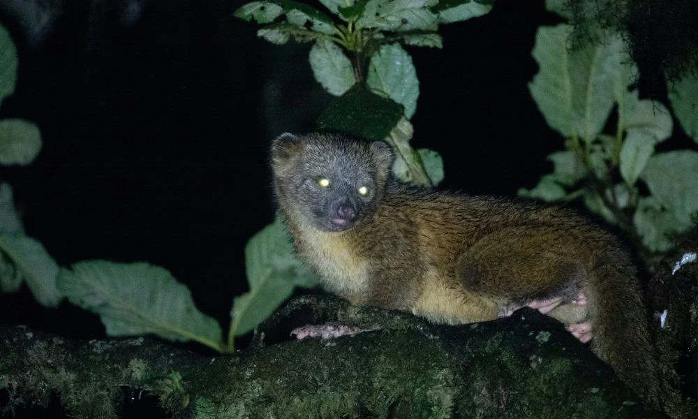 El olinguito de noche.