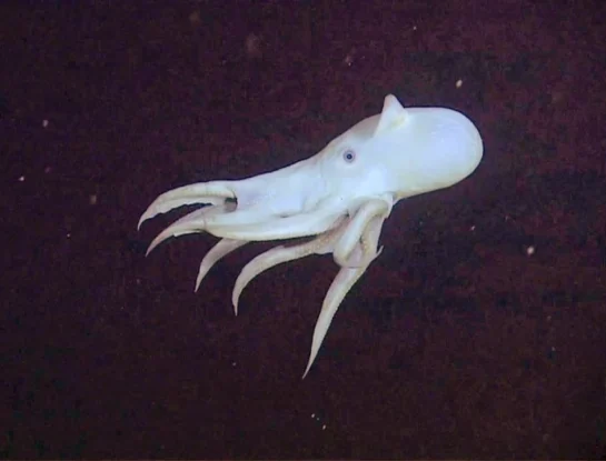 Pulpo Dumbo: la diminuta especie que habita en profundidades extremas