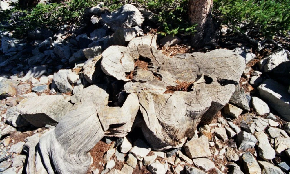 Restos del árbol Prometeo.