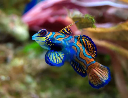 Pez mandarín: ¿el animal más colorido del océano Pacífico?