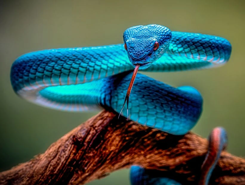 vibora-isleña-de-labios-blancos