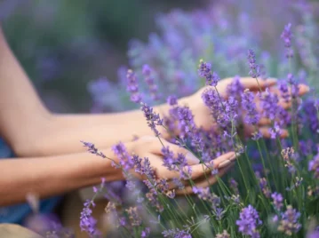 para qué sirve la lavanda