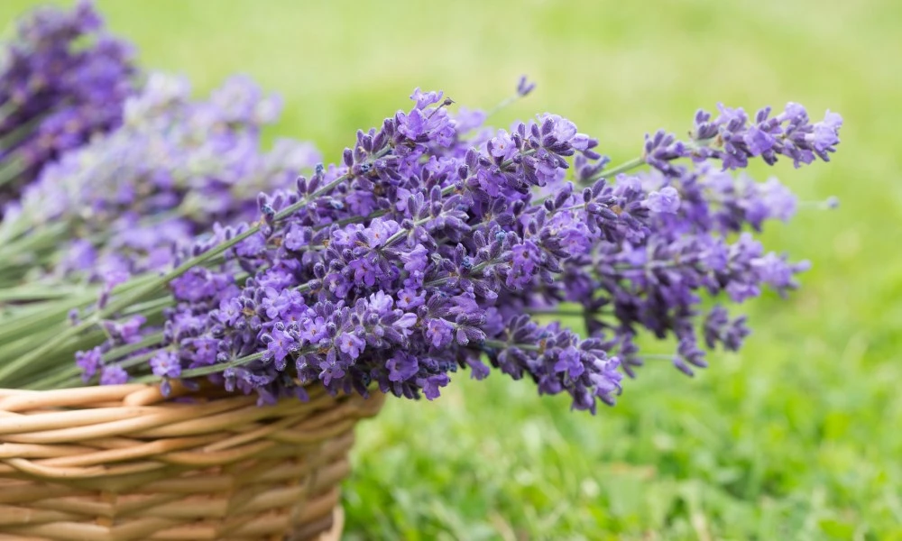 para qué sirve la lavanda