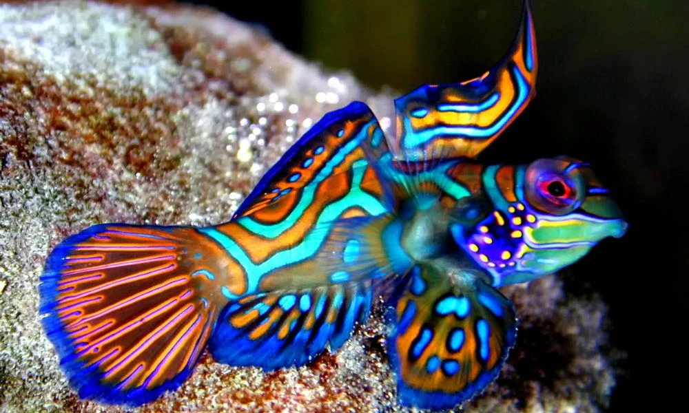 Colores del pez mandarín.