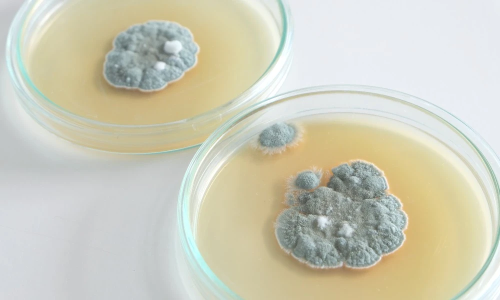 qué es la penicilina