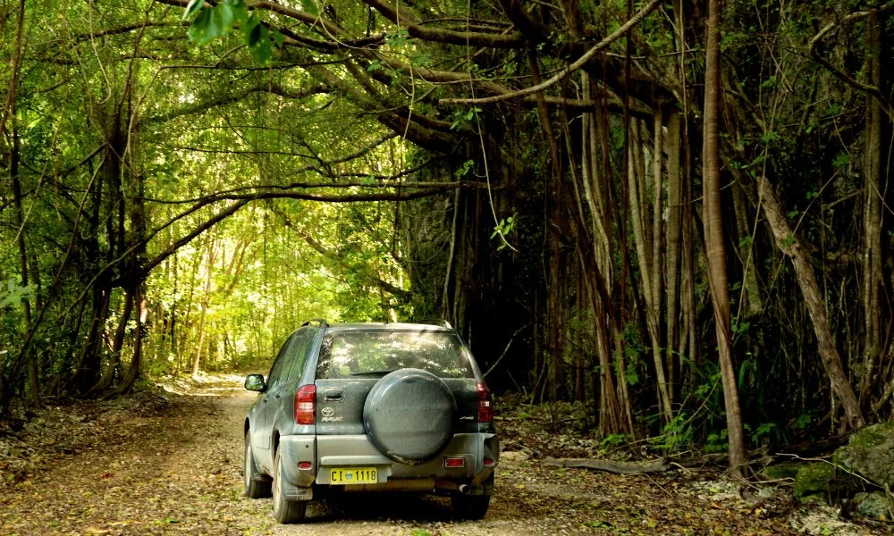 Árboles de la Isla de Navidad.