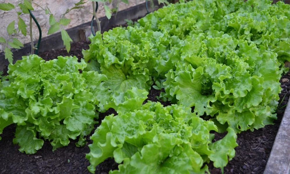 qué son las verduras