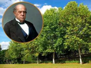 Sarmiento y la llegada del árbol que causa alergia en septiembre