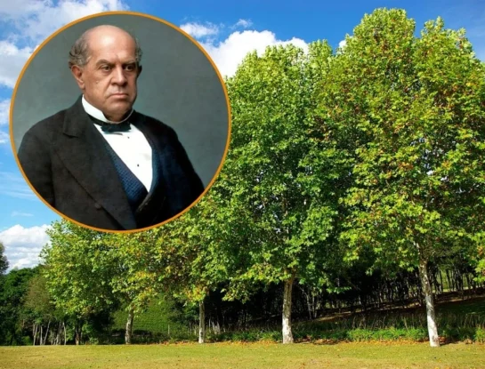 ¿Sabías que Sarmiento trajo a la Argentina los árboles que provocan alergia en septiembre?