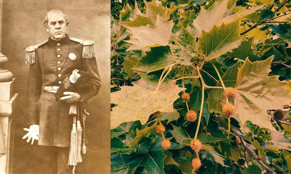 Sarmiento y la llegada del árbol que causa alergia en septiembre