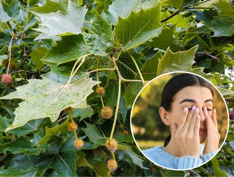 por qué hay tantos árboles de plátano en Argentina si causan alergia