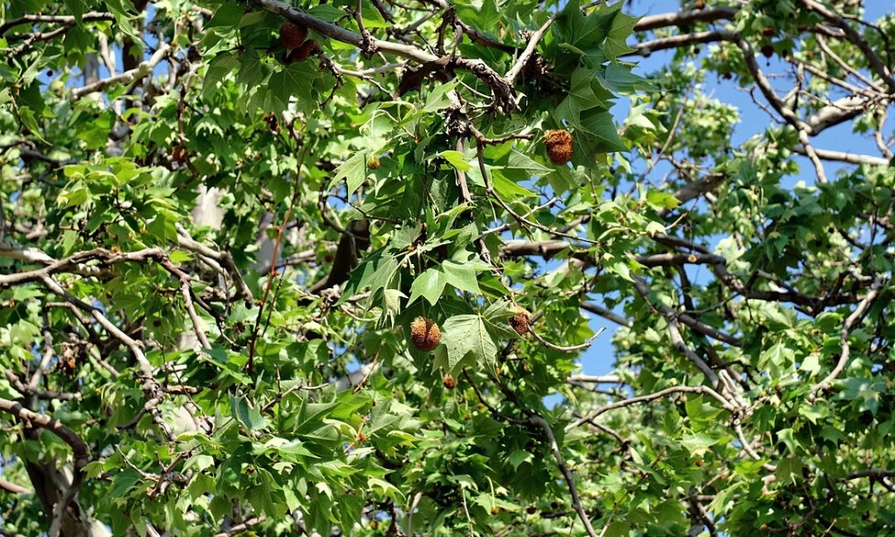 por qué el árbol de plátano causa alergia