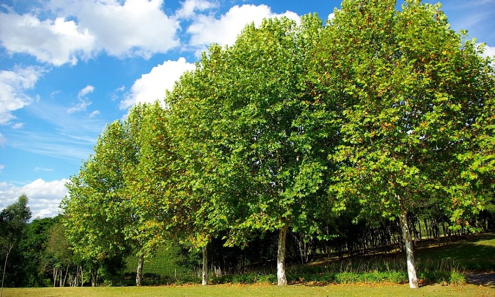 por qué el árbol de plátano causa alergia