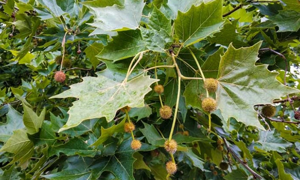 por qué el árbol de plátano causa alergia