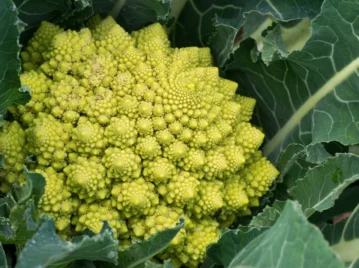 brocoli romanesco, uno de los vegetales más curiosos del mundo