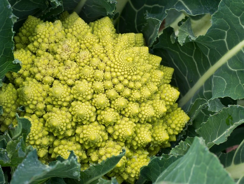 brocoli romanesco, uno de los vegetales más curiosos del mundo
