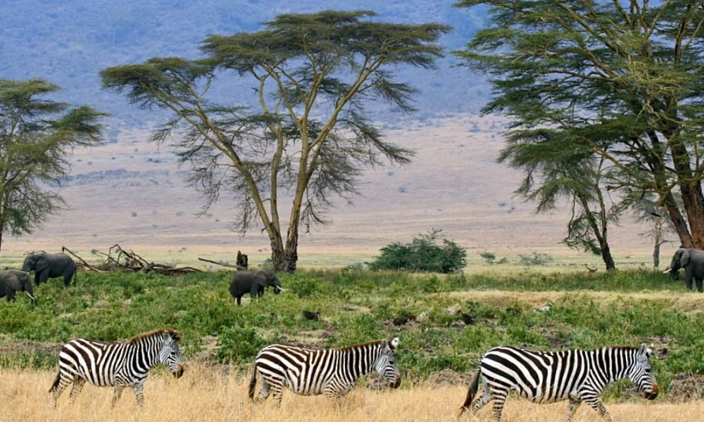 Serengeti: el parque nacional con más felinos del mundo