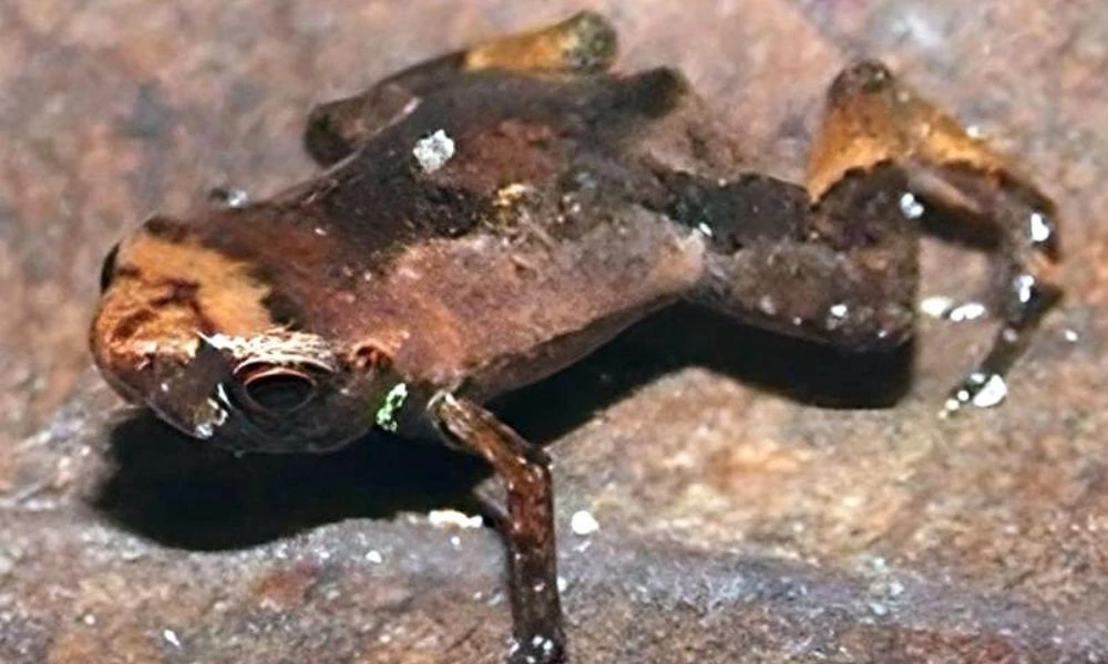 Aspecto del animal vertebrado más pequeño del mundo.