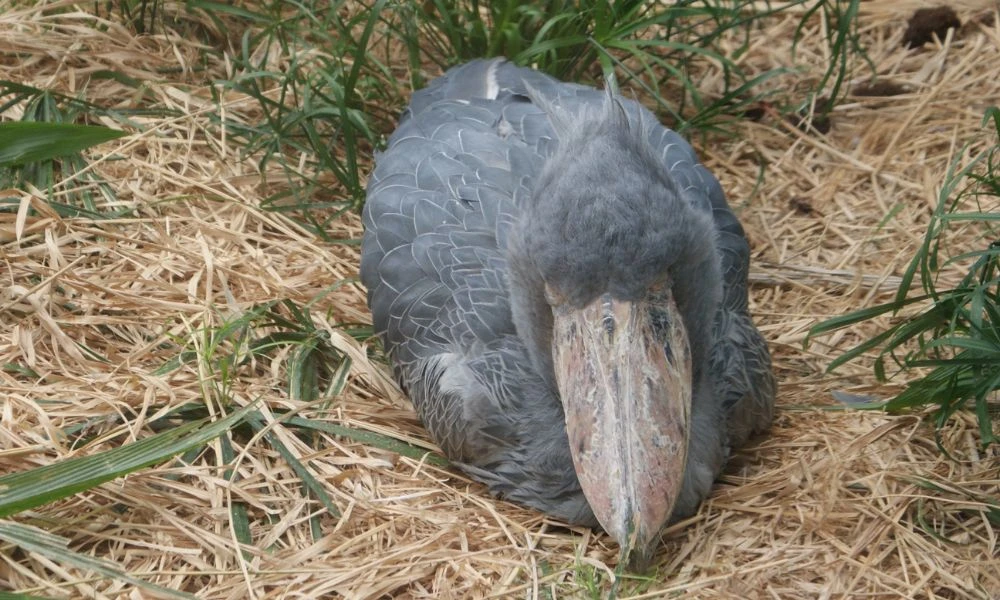 Aspecto del picozapato.