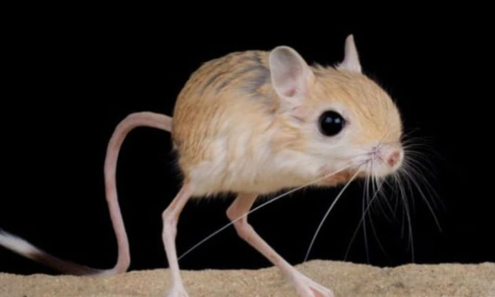 El roedor más pequeño del mundo.