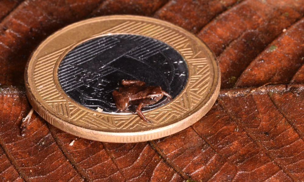 El animal vertebrado más pequeño del mundo en una moneda.