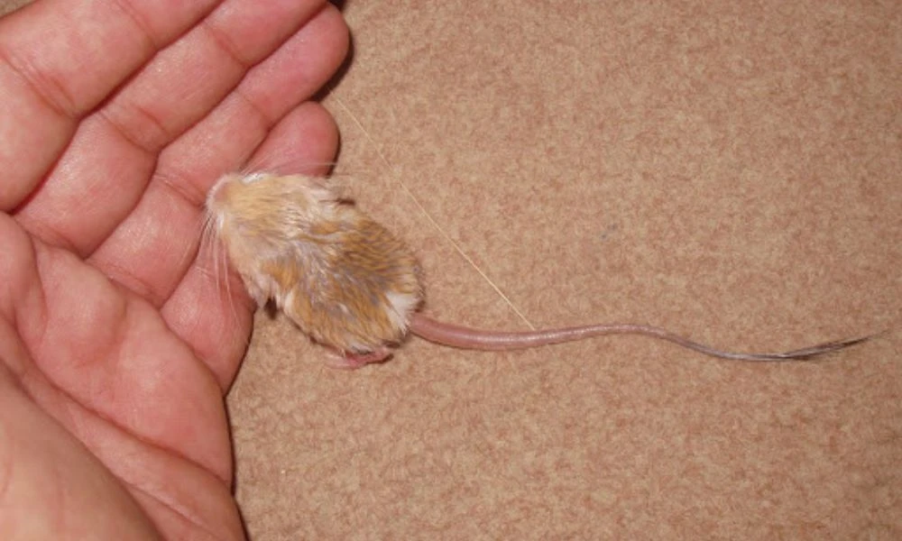 Aspecto del roedor más pequeño del mundo.