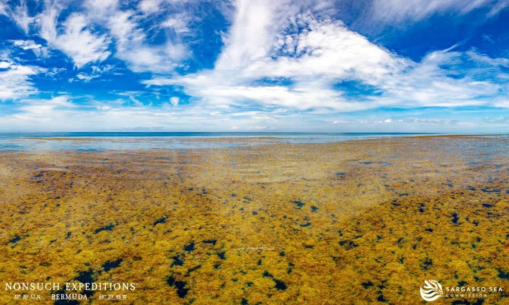 Aspecto del Mar de los Sargazos.