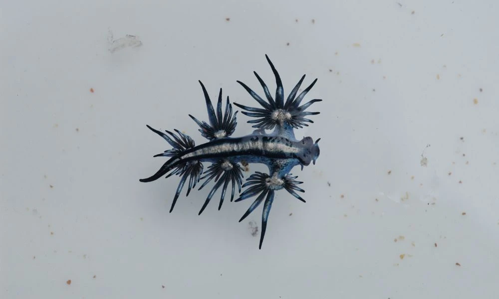 Aspecto del animal dragón azul.