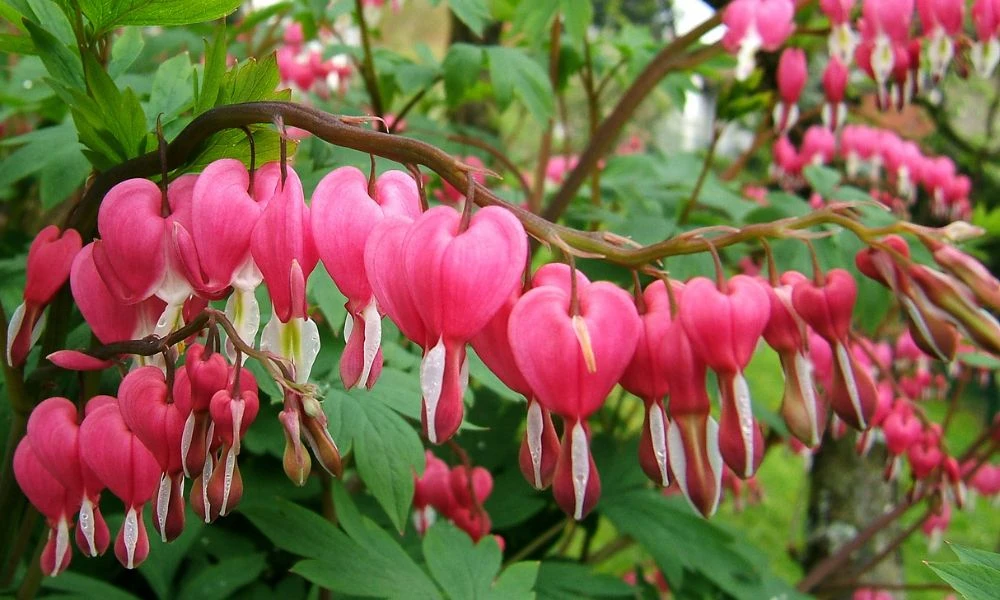 Flor de la planta corazón sangrante.