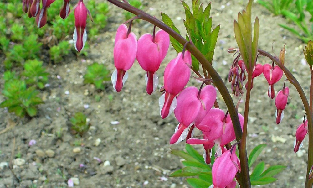 La flor corazón sangrante en detalle.
