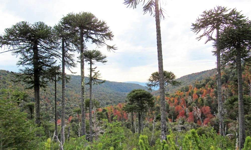 Vistas a la décima reserva natural más antigua del mundo.