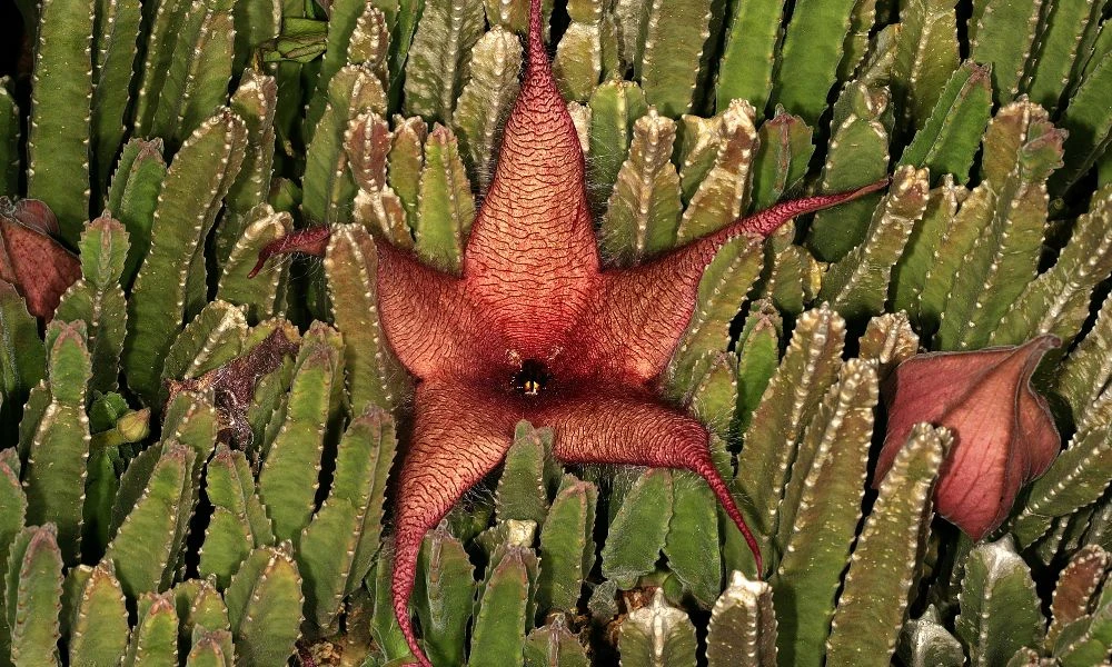 Aspecto de la Stapelia gigantea.