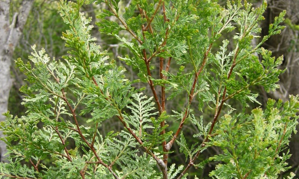 Plantas de la décima reserva natural más antigua del mundo.