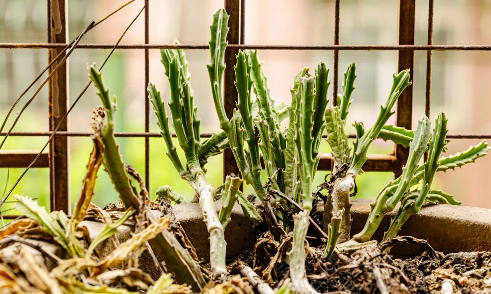 Stapelia gigantea antes de florecer.