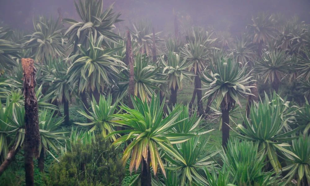 Plantas del Parque Nacional Montañas Simien.