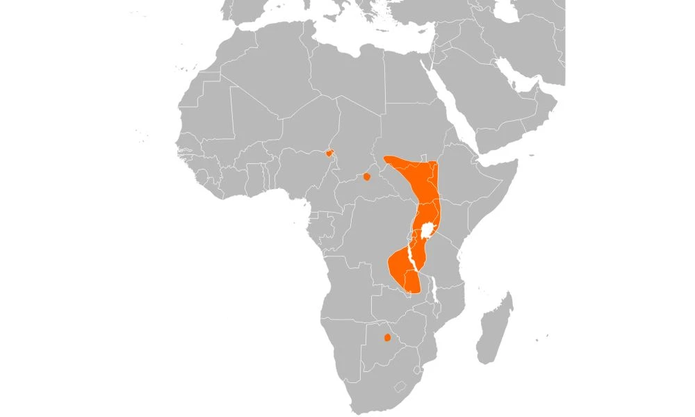 Zona de África donde habita el picozapato.
