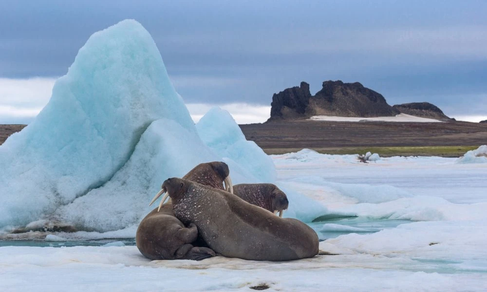 Naturaleza de la Tierra de Francisco José.