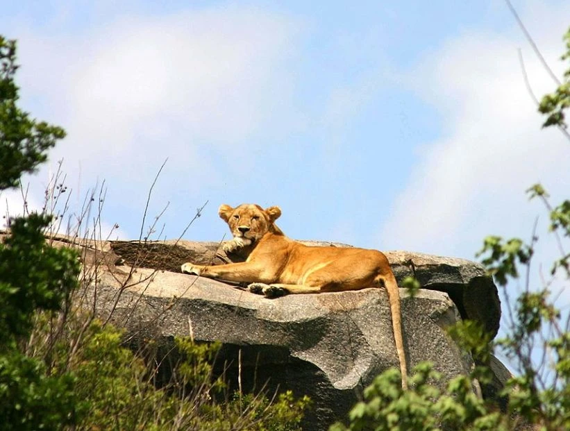 Serengeti: el parque nacional con más felinos del mundo