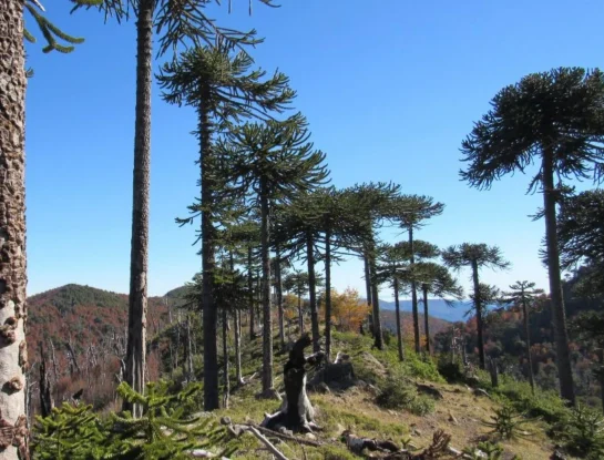 ¿En qué parte de Chile está la décima reserva natural más antigua del mundo?