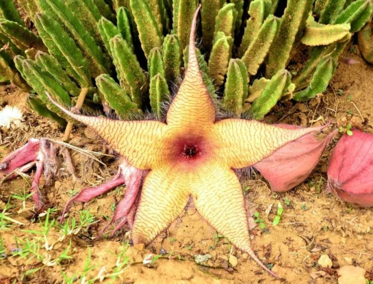 Stapelia gigantea, la enorme planta de hasta 40 centímetros de ancho que es originaria de África