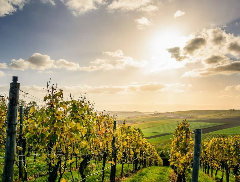 viñedo-mas-alto-de-europa