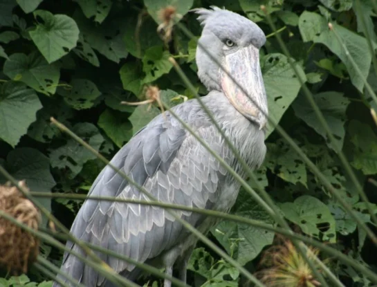Picozapato, el increíble animal de África que resalta con su enorme pico