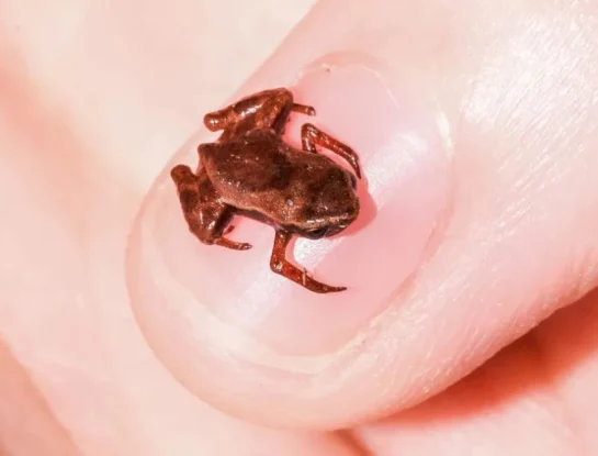 El animal vertebrado más pequeño del mundo, que solo habita en un país de Sudamérica