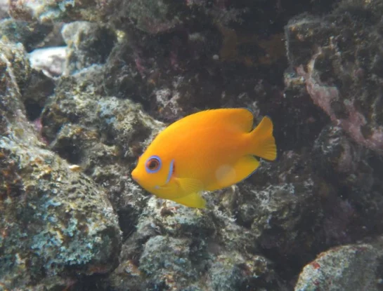 Pez ángel cáscara de limón, el colorido animal que únicamente habita en el Indopacífico