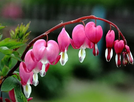 Corazón sangrante, la curiosa planta colorida de Asia que es ideal para regalar en el Día de San Valentín