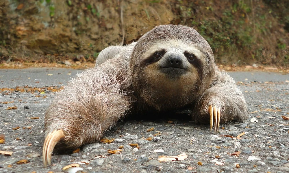 por qué los osos perezosos se mueven tan despacio